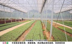 開封菊花種苗基地-觀賞菊花種苗批發(fā)價(jià)格