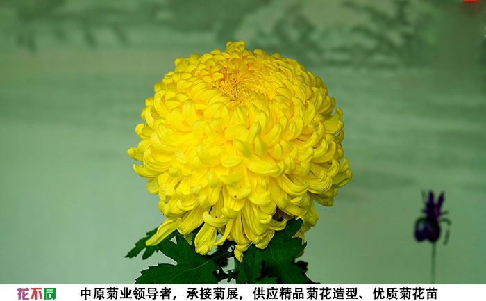 國華黃越山菊花大花實(shí)拍圖片