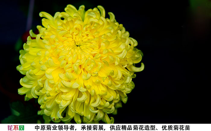 國華黃越山菊花種苗實(shí)拍圖片