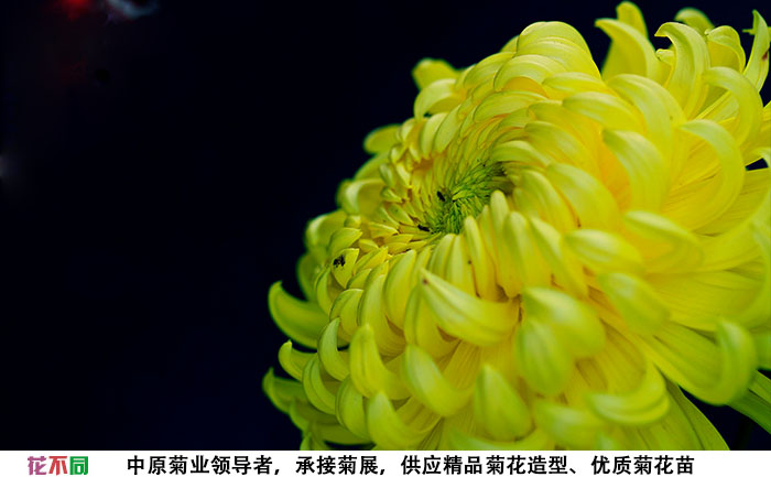國華黃越山菊花種苗基地實(shí)拍圖片