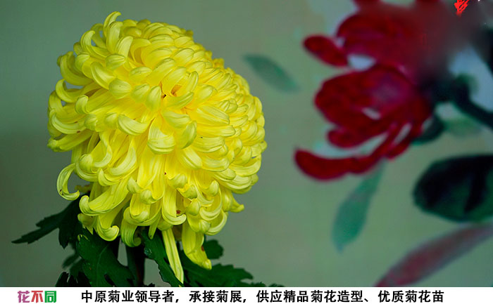 國華黃越山獨(dú)本菊大花實(shí)拍圖片