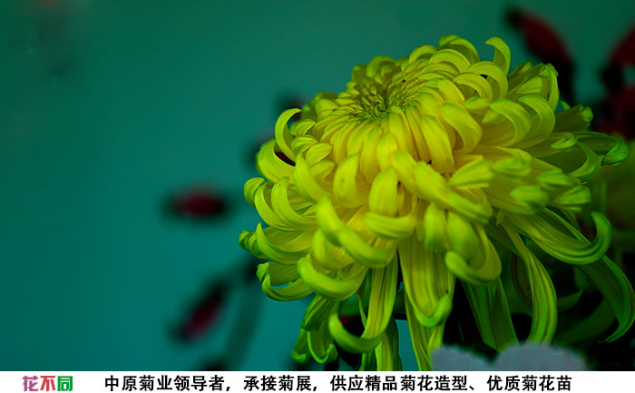 國華黃越山在花海中的應(yīng)用實(shí)拍圖片