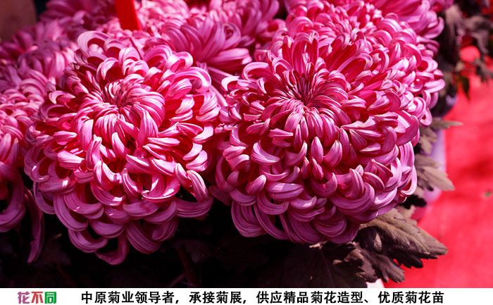 紫強大菊花組合實拍圖片