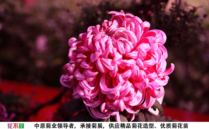 紫強大菊花單個大花實拍圖片
