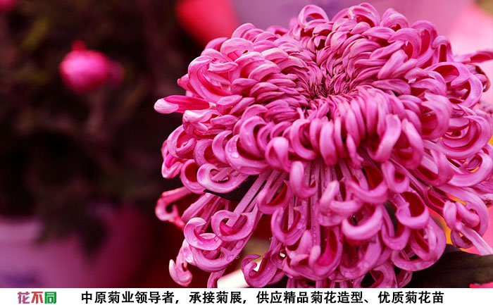 紫強大菊花大花實拍圖片