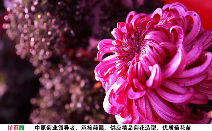 紫強大菊花品種種苗實拍圖片