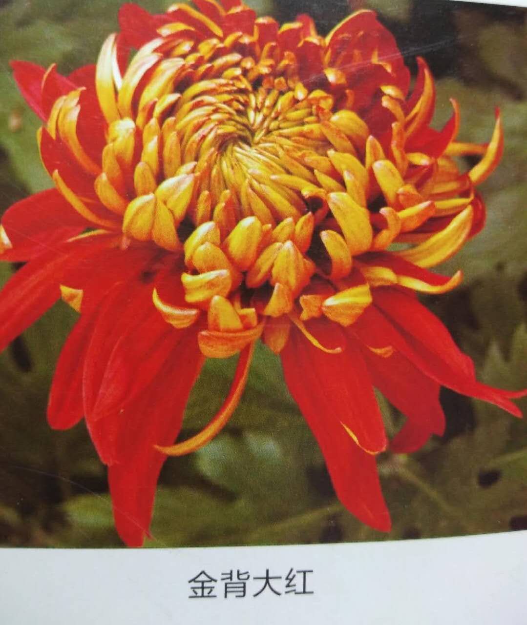 桂瓣類菊花