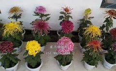 <b>獨(dú)本菊品種</b>