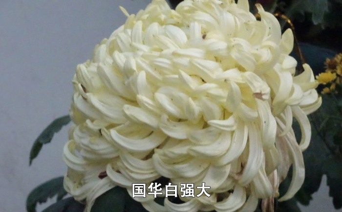 國華白強大菊花實拍圖