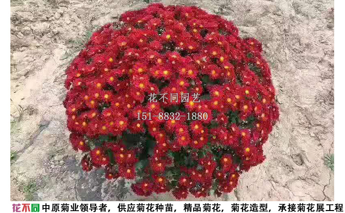 紅國慶千頭菊實拍圖