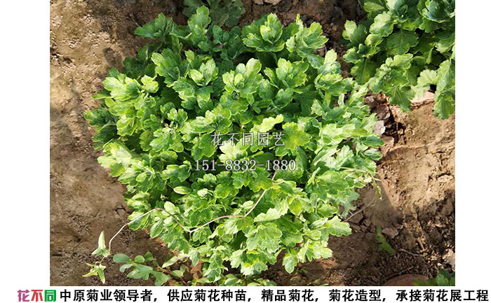 菊花種苗移栽到花盆內(nèi)一個月的實拍圖
