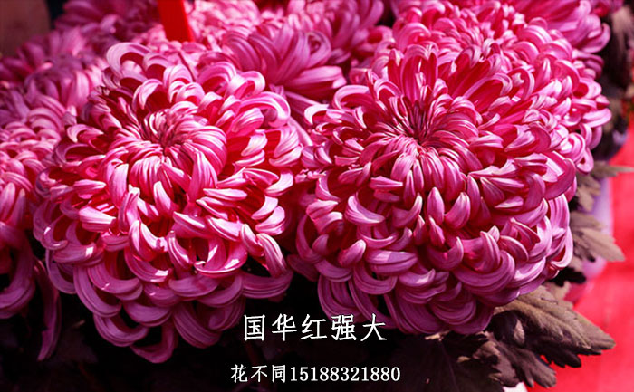 大花觀賞菊花-國華紅強(qiáng)大