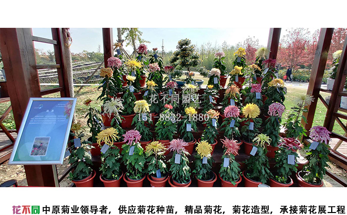 白馬湖菊花花會獨頭菊展示區(qū)
