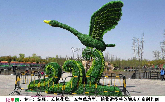 植物綠雕動物造型-天鵝實(shí)拍圖