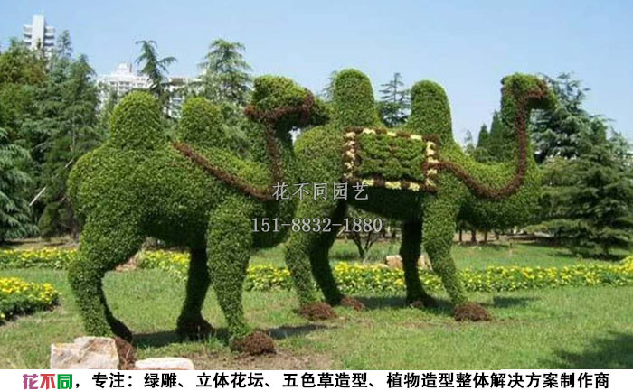植物綠雕動物造型-駱駝實(shí)拍圖