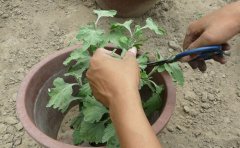 盆栽菊花打頭_打頂?shù)臅r(shí)間及意義