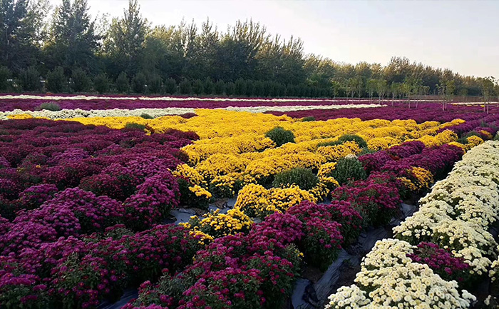 開封菊花種植批發(fā)基地現(xiàn)場(chǎng)實(shí)拍圖
