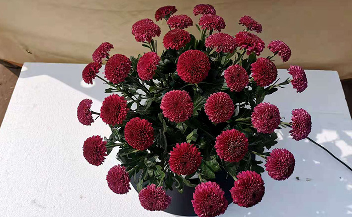 紅色乒乓菊實物圖