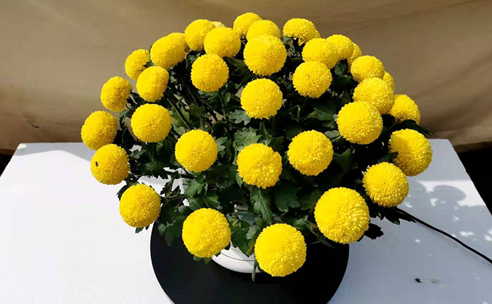 黃色乒乓菊實物圖