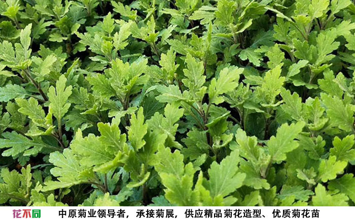 菊花培育基地春日見山菊花種苗實(shí)拍圖片