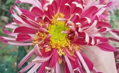 <b>獨(dú)本菊種苗-獨(dú)本菊盆栽批發(fā)價(jià)格</b>