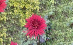 獨(dú)本菊的養(yǎng)殖全過(guò)程