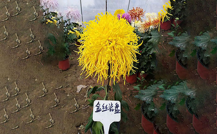 獨(dú)本菊品種金絲流盤照片
