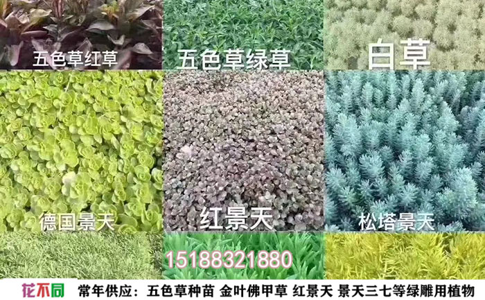 多個五色草顏色樣圖