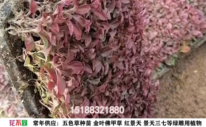五色草穴盤苗實(shí)拍圖