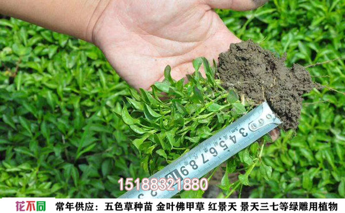 五色草穴盤苗養(yǎng)護照片
