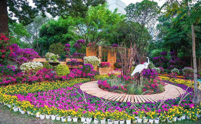 宿根花卉實(shí)拍圖