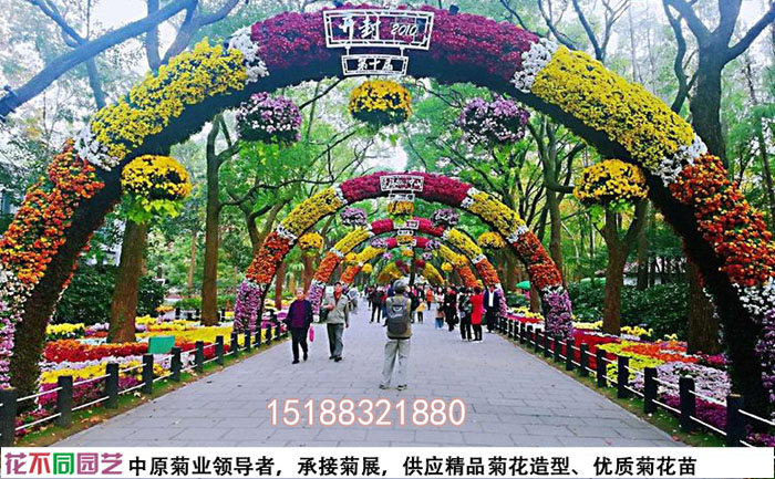 菊花花海實拍圖