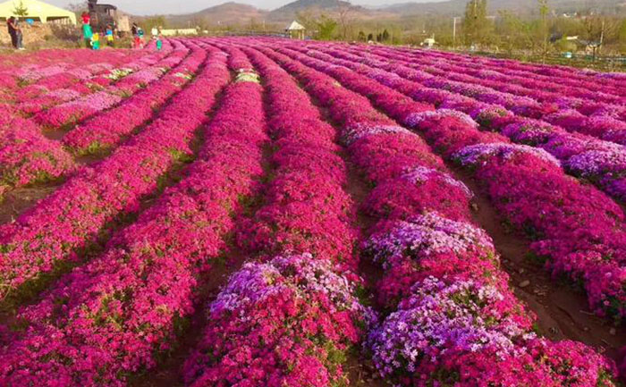 國(guó)慶菊種苗開(kāi)花實(shí)景圖