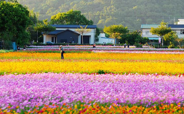 國(guó)慶菊種苗培育出來的菊花花海