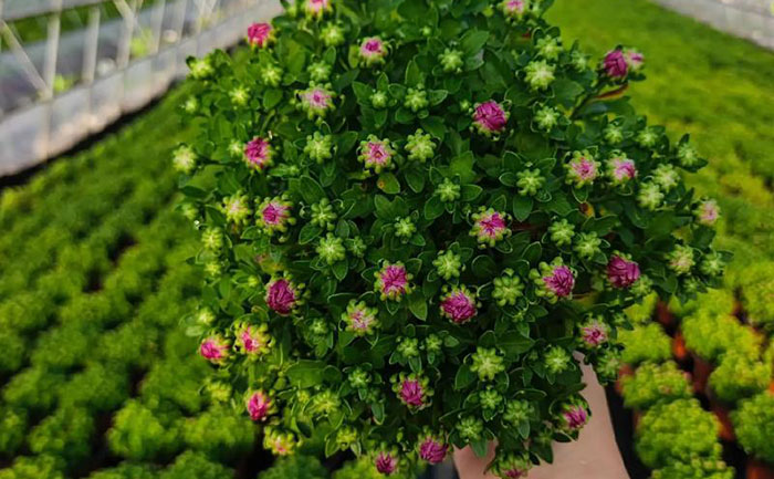 國慶菊脫毒苗培育出來的菊花