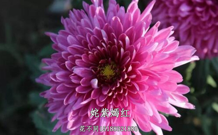九月菊種苗基地實(shí)拍