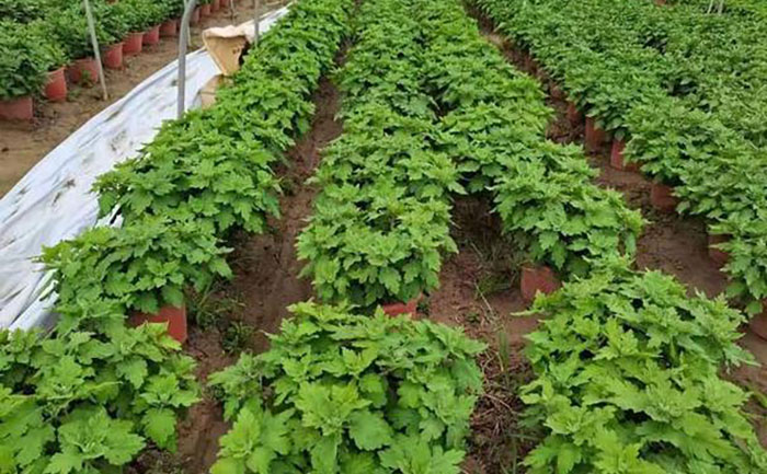 九月菊花期調(diào)控技術操作現(xiàn)場圖