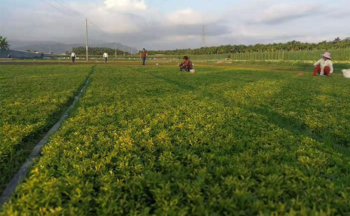 實驗室分級檢測過程 五色草種苗質量檢測流程實拍