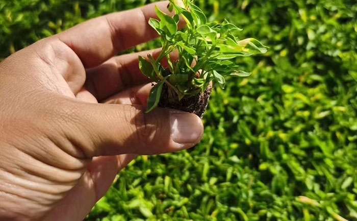 標準化種苗培育流程 五色草種苗生產(chǎn)基地專業(yè)育苗區(qū)