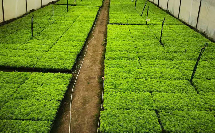自動化育苗生產(chǎn)線 矮生五色草種苗生產(chǎn)基地栽培實景