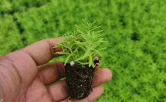 五色草種苗紅草綠草黃草-品種區(qū)別與景觀應用解