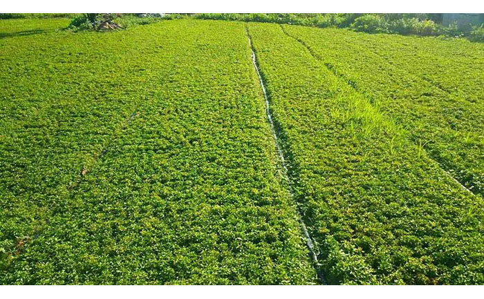 河南五色草種苗培育基地航拍實景圖展示現(xiàn)代化溫室群