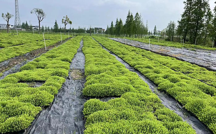 金葉佛甲草屋頂綠化應用案例