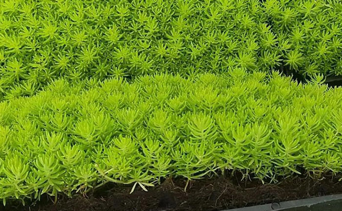 金葉佛甲草模塊化生產(chǎn)線實(shí)拍與施工效果對比