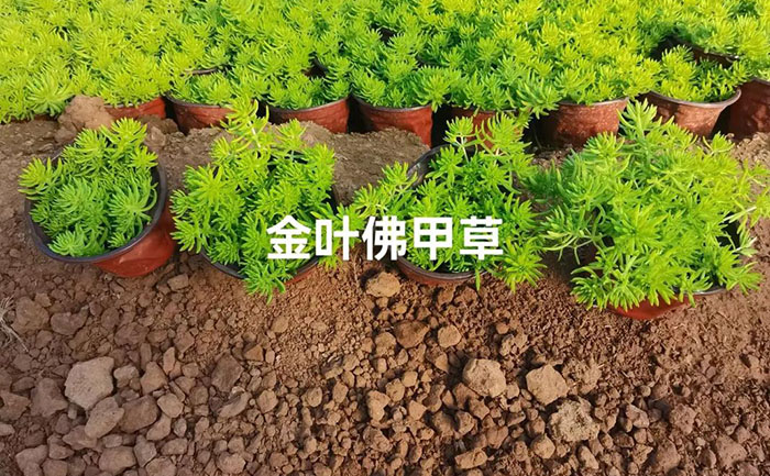 佛甲草低溫環(huán)境生長(zhǎng)實(shí)拍